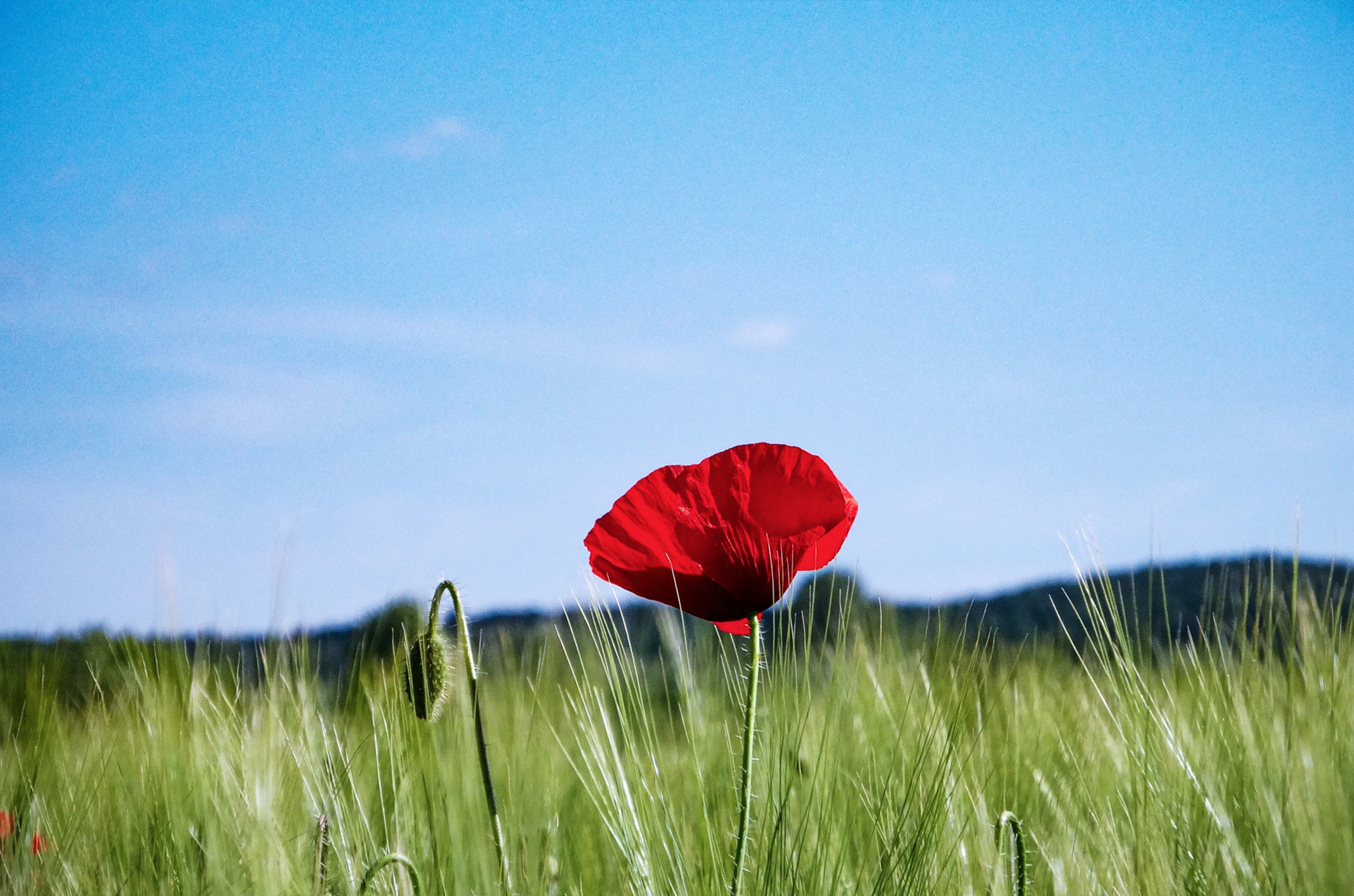 coquelicot centré